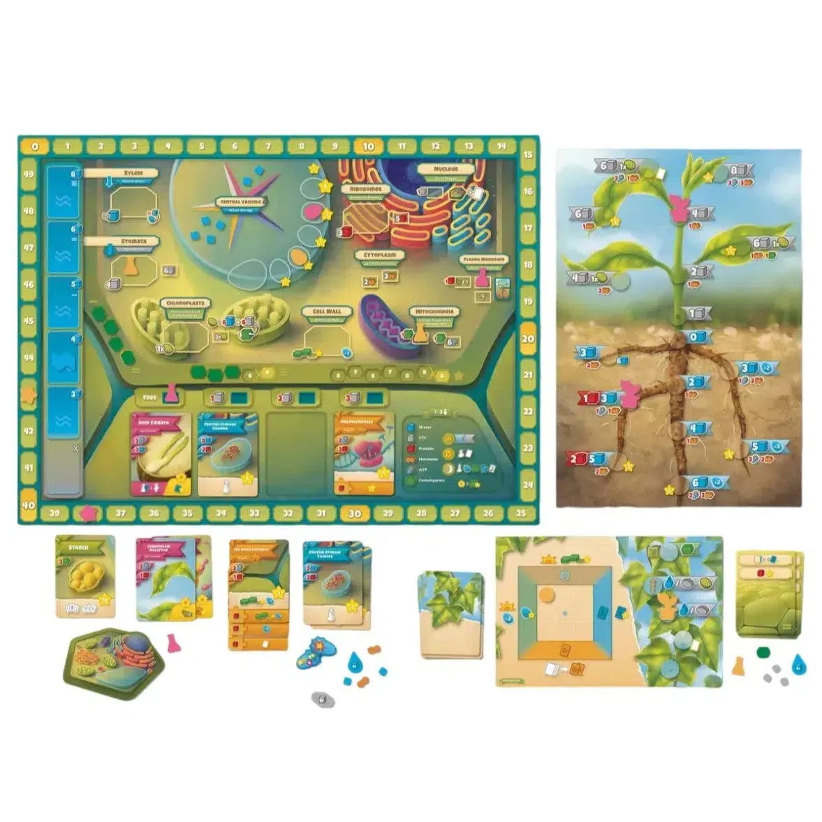 Cellulose: A Plant Cell Biology Game - Board Game - Genius Games